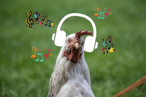 Do chickens like music? And the fascination of feathered creatures with melodies.